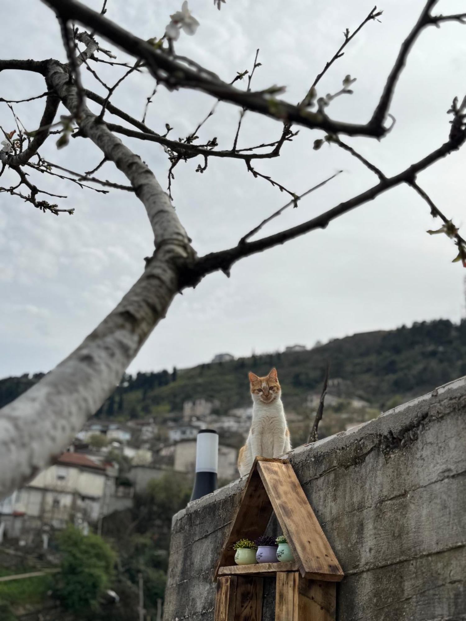 Gjirokastër Ilvi Guesthouse מראה חיצוני תמונה